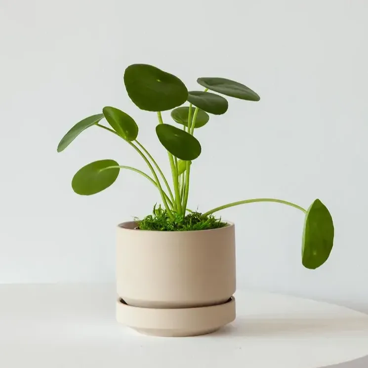 銅錢草 / 摺紙草（Pilea peperomioides）-from leonandgeorge