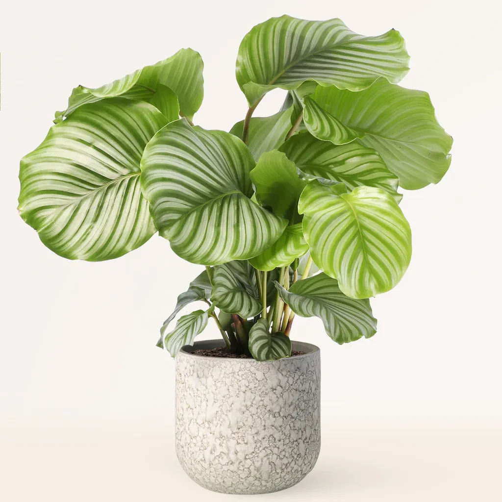 青蘋果竹芋（Calathea orbifolia）- from aprilplants