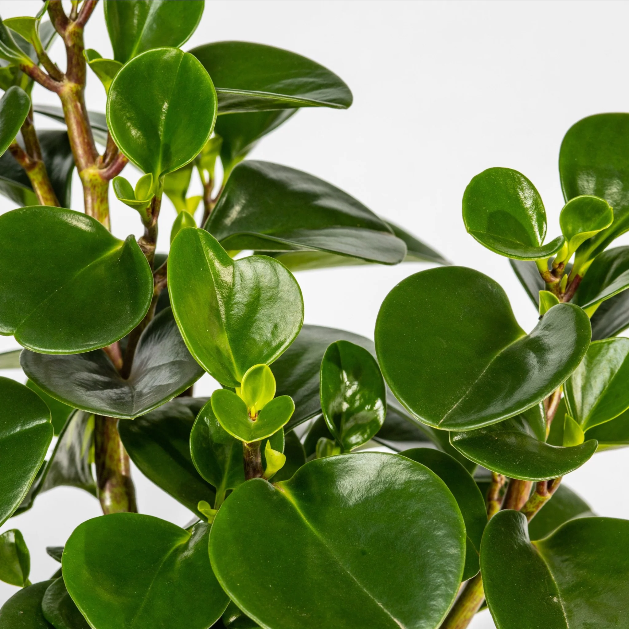 圓葉椒草（Peperomia spp.）-from thegrowcentre