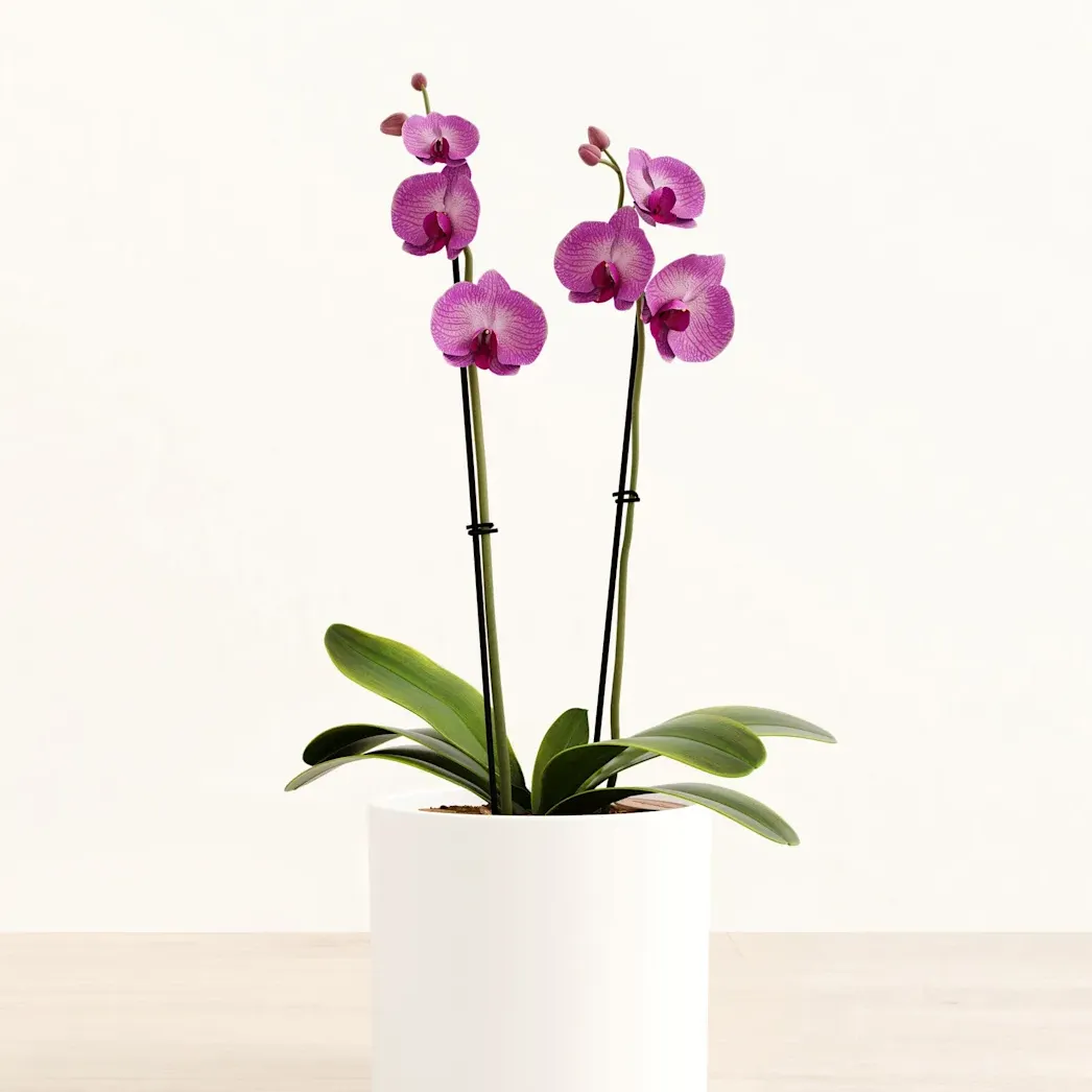 蝴蝶蘭（Phalaenopsis）- from easyplant