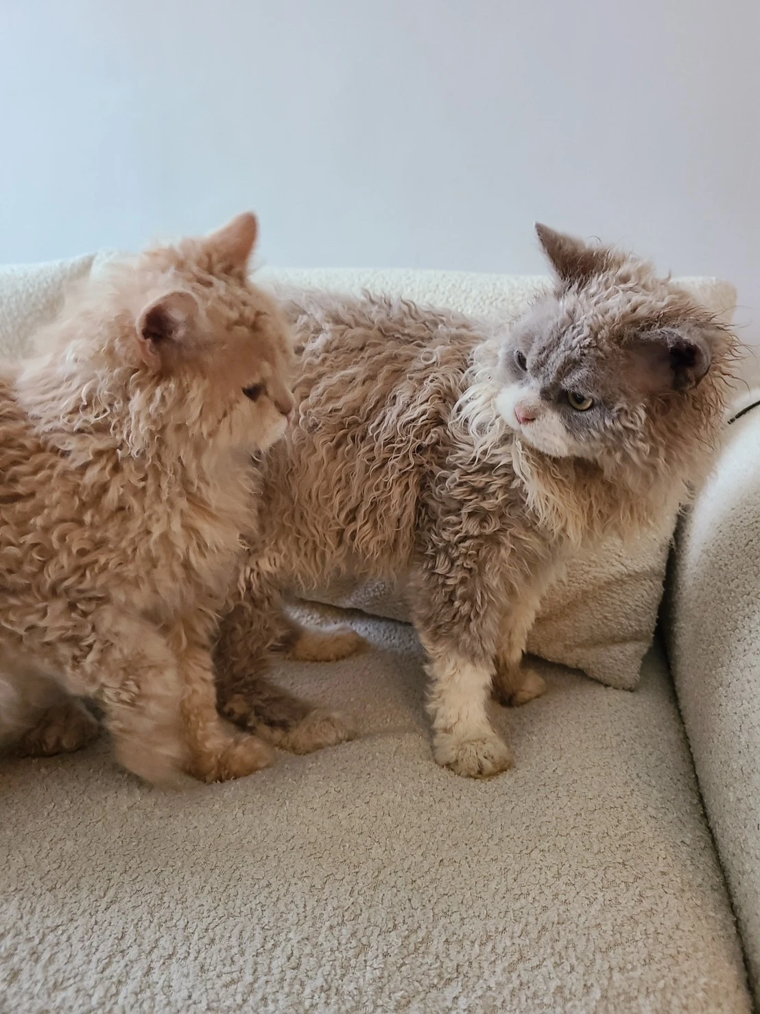 塞爾凱克捲毛貓（Selkirk Rex）是什麼貓？自然捲背後的秘密