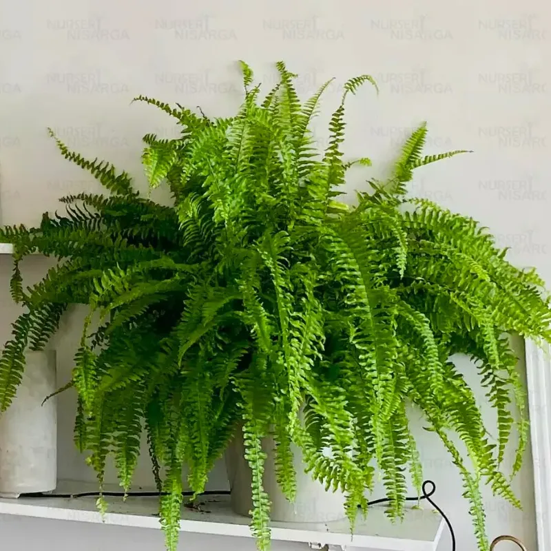 波士頓蕨（Boston Fern）- from nurserynisarga