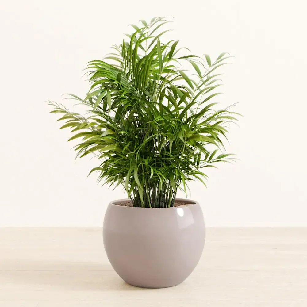 袖珍椰子（Parlor Palm / Chamaedorea elegans）- from easyplant