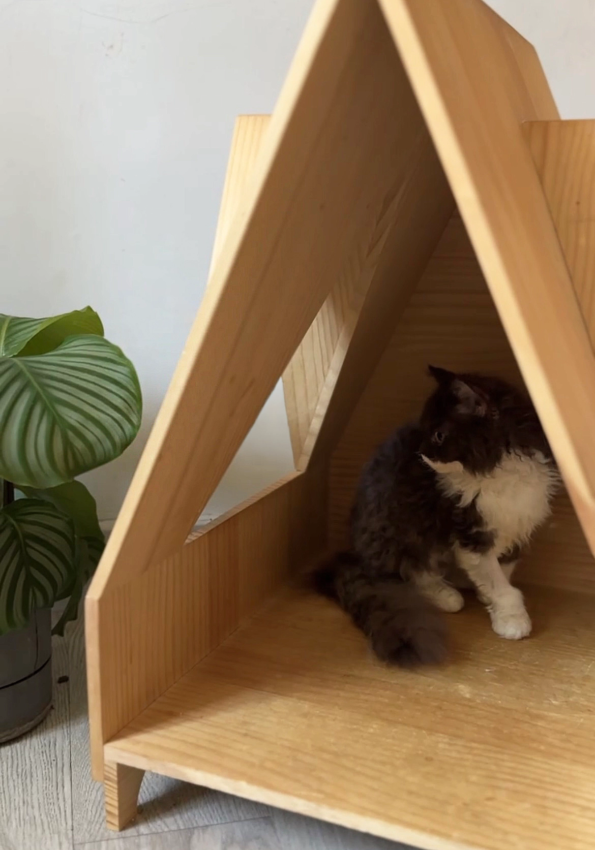 窗邊的綠意與塞爾凱克捲毛貓：在家中種一盆安穩的日常