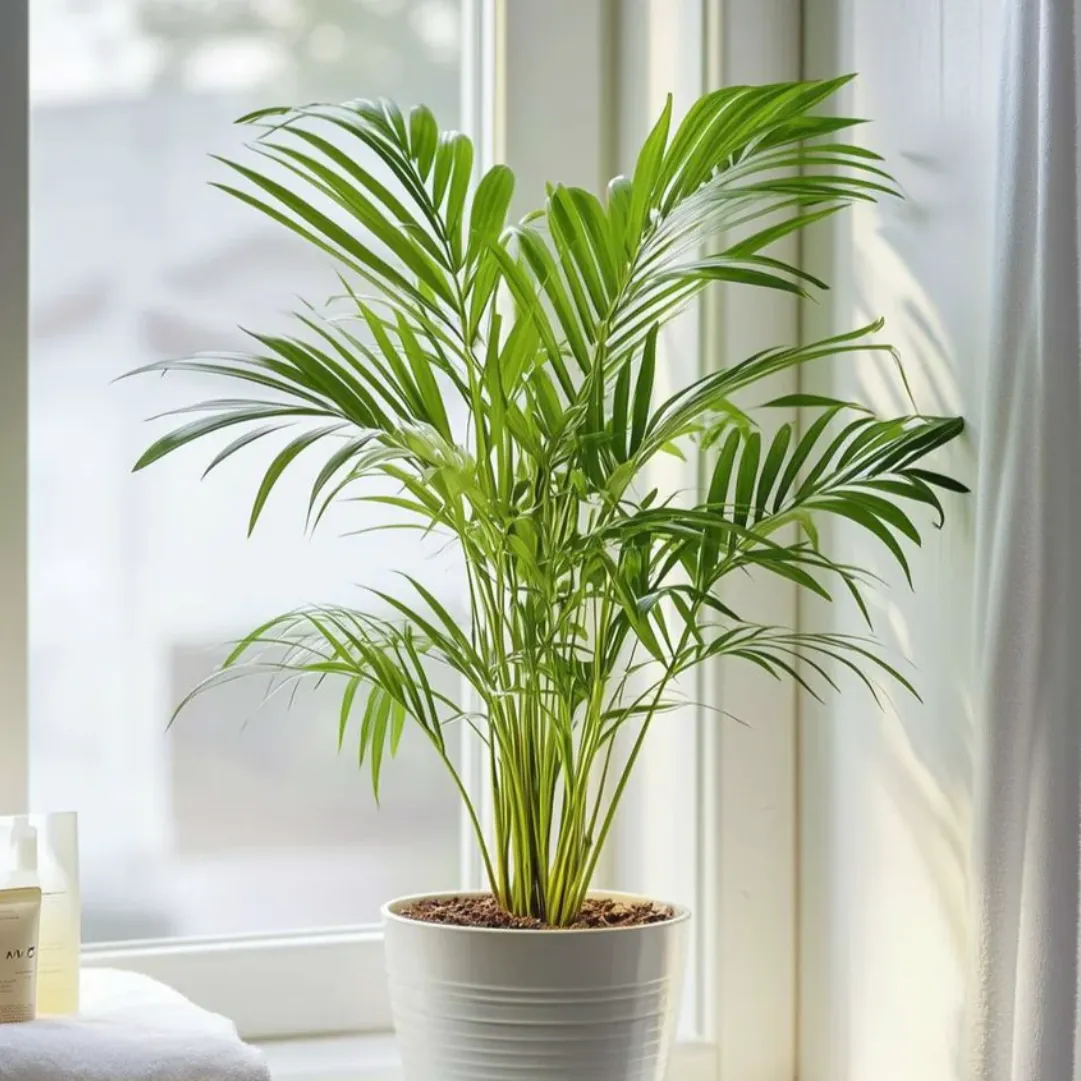 散尾葵（Dypsis lutescens / Areca Palm）- from florastore