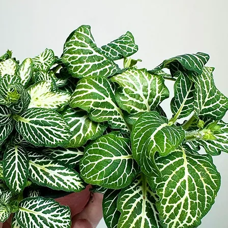 網紋草（Calathea / Goeppertia）-from replinkwiaty
