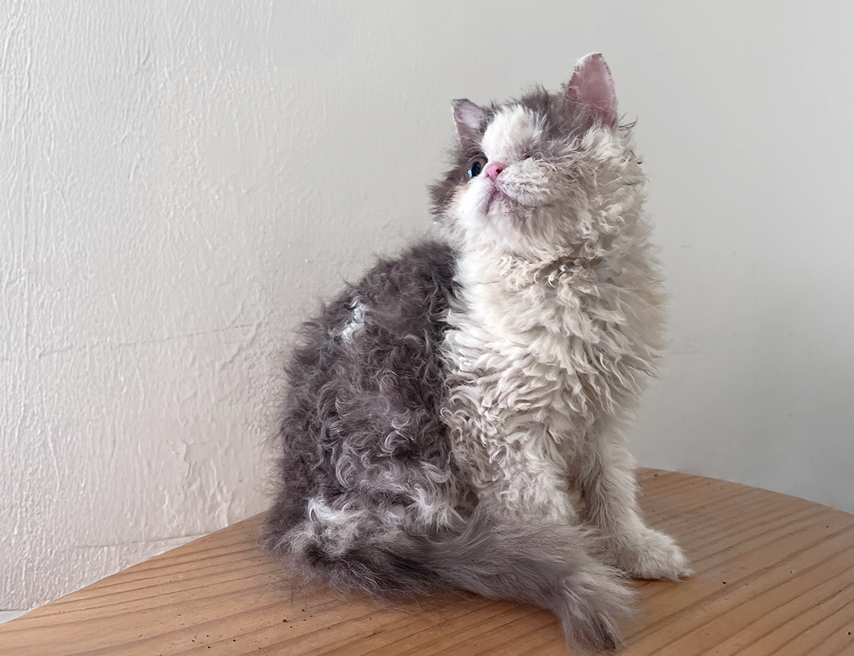 賽爾凱克捲毛貓-迷迷的眨眼,是我們一起守護的祝福