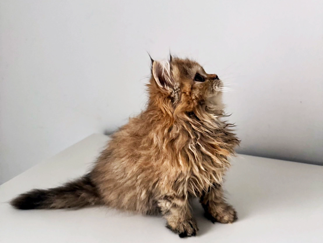 塞爾凱克捲毛貓從小養比較親人嗎？跟著 BRACHA布拉扎從研究與實務面來看看