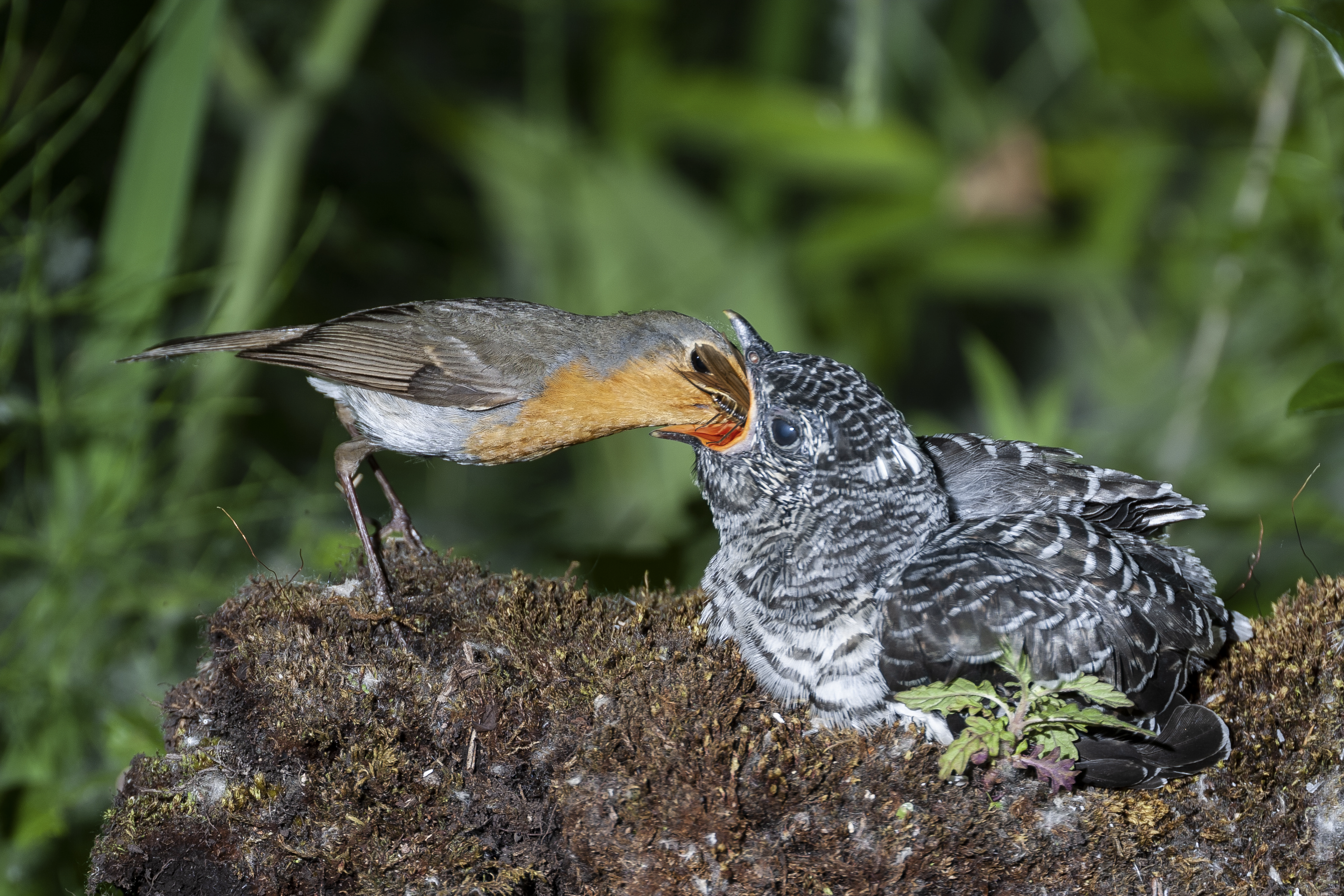 Il parassitismo di cova nel cuculo comune 