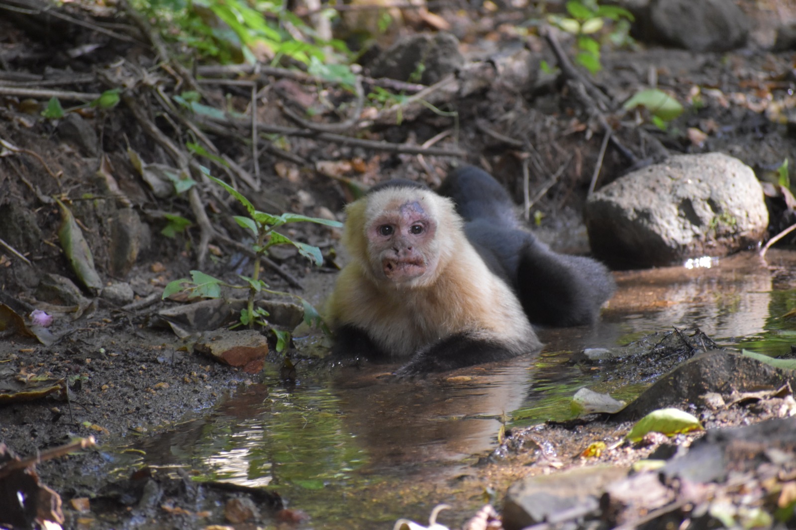 My travel to Costa Rica: vi porto a conoscere il gruppo di Mesas