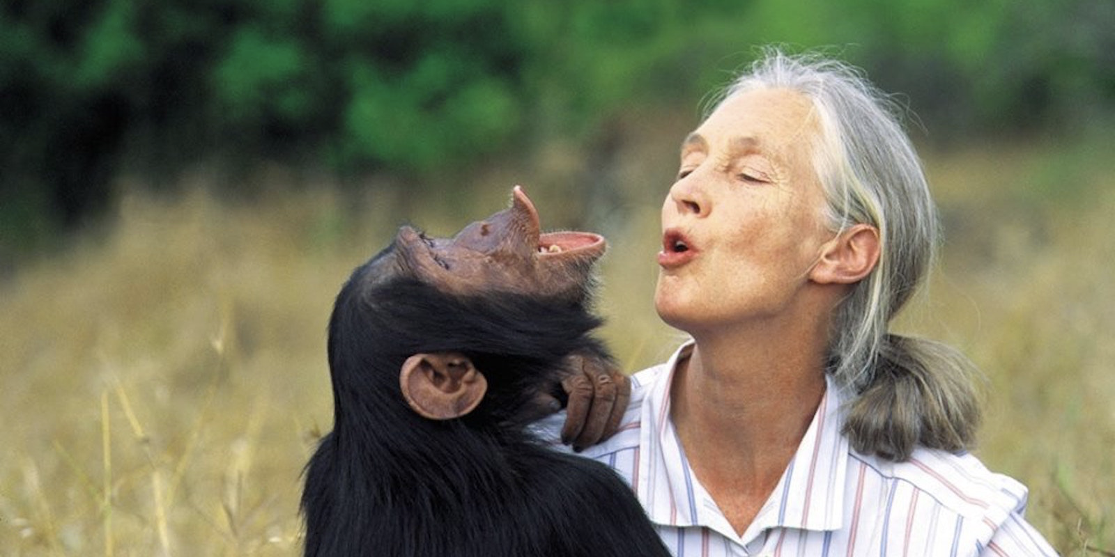 Jane Goodall con uno scimpanzé 