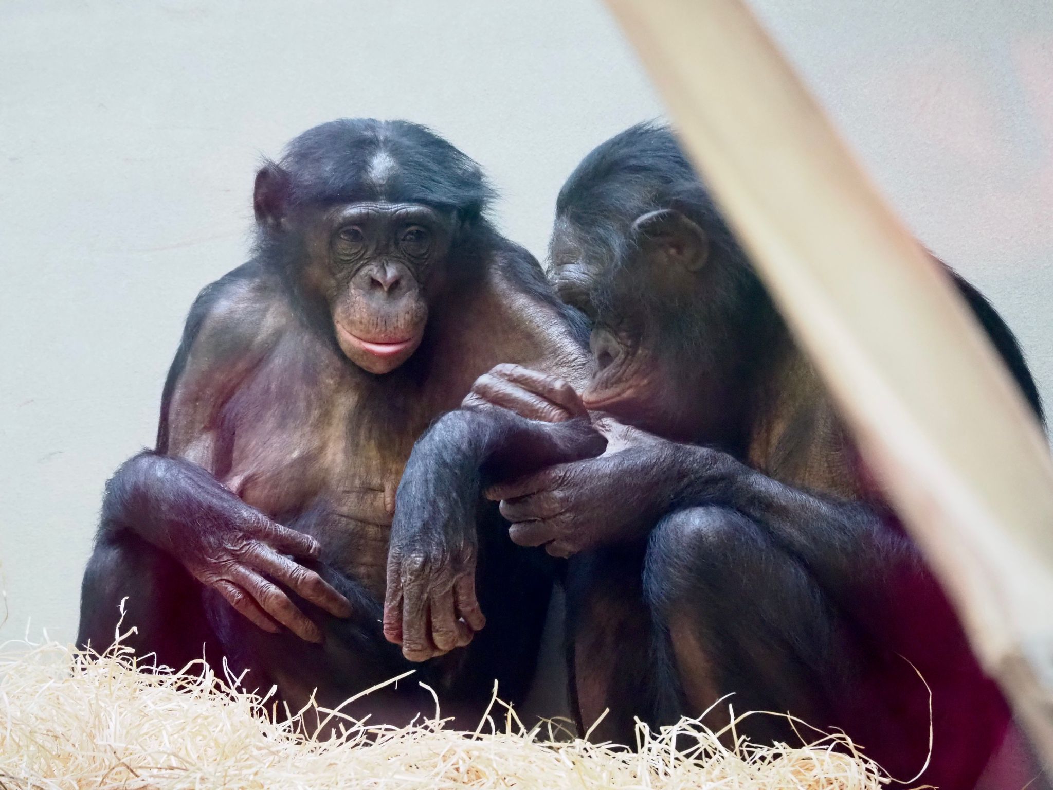 bonobos family