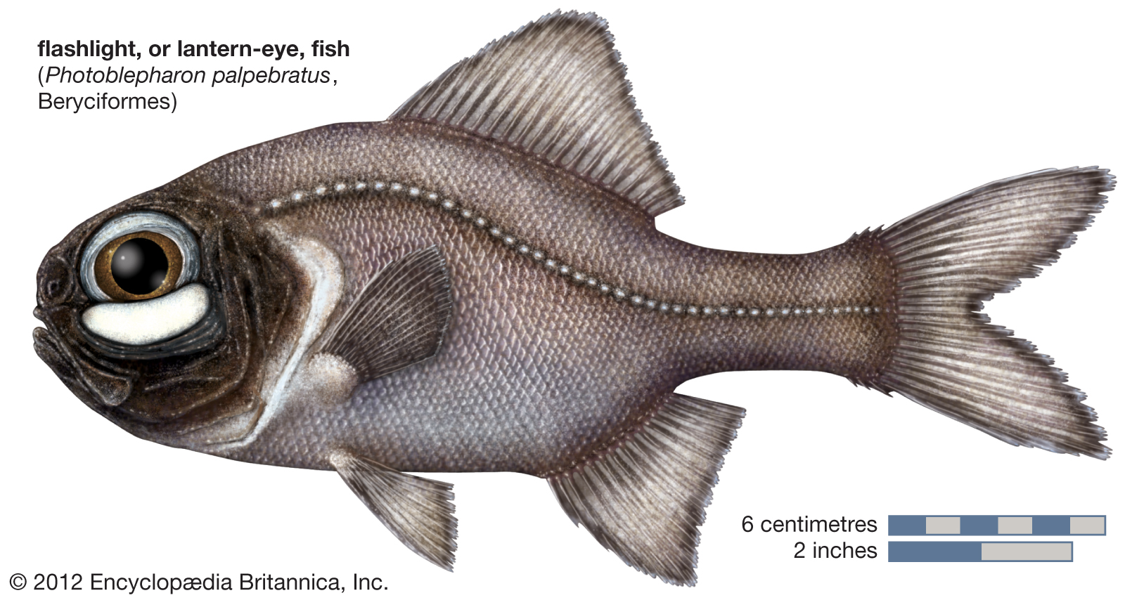 I pesci torcia e la loro strabiliante capacità di produrre luce 