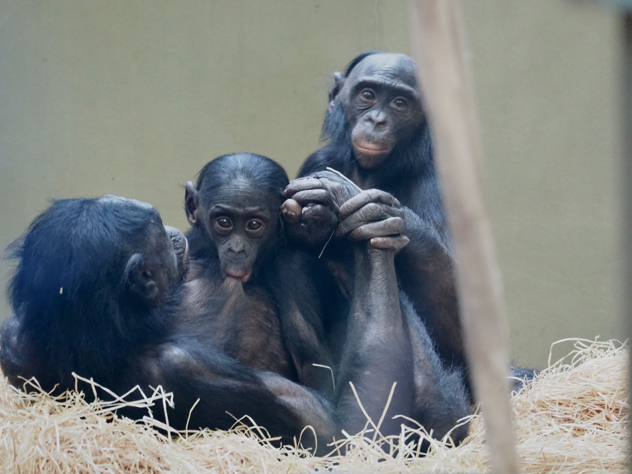 bonobos family