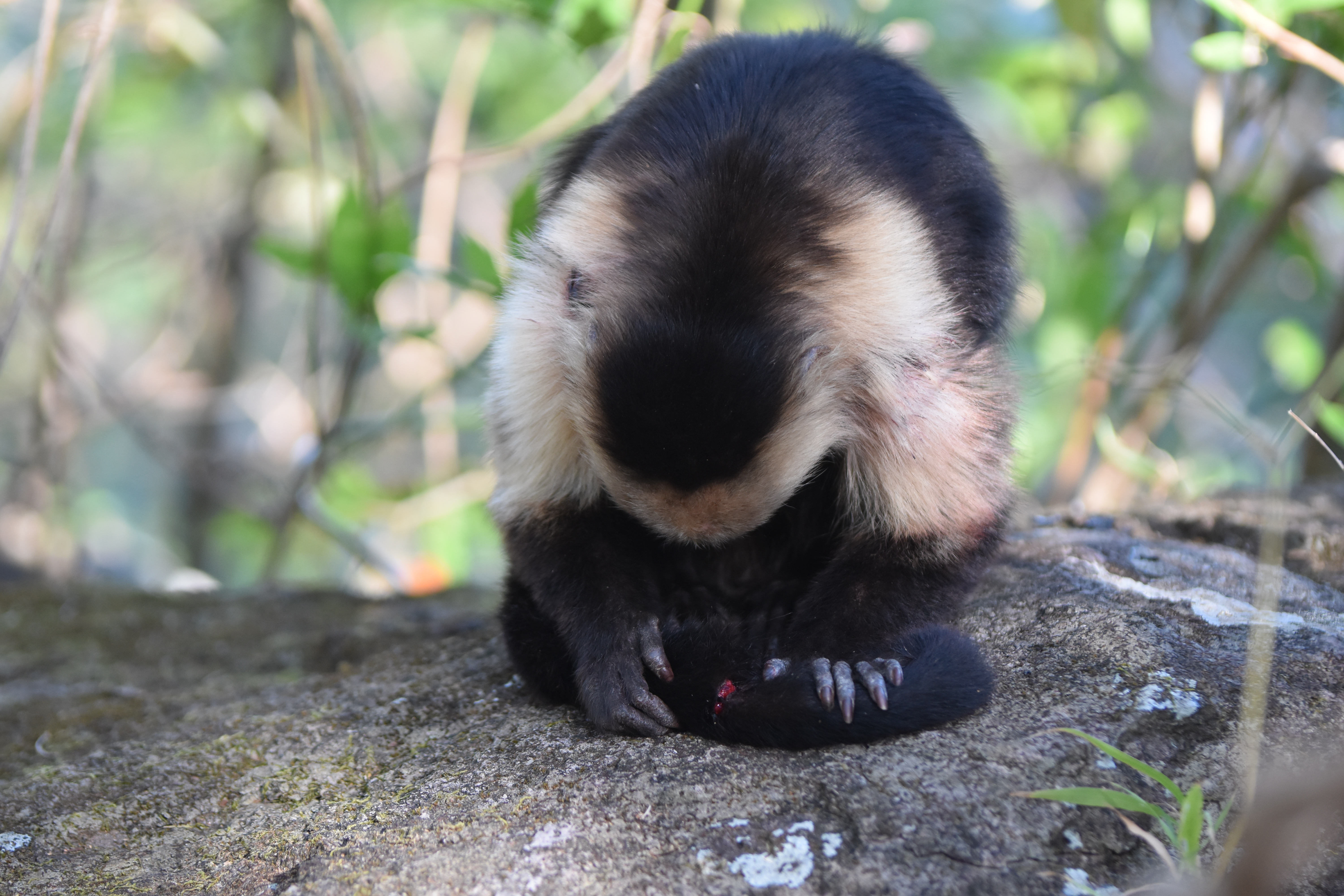 My travel to Costa Rica: il pianto del guerriero 