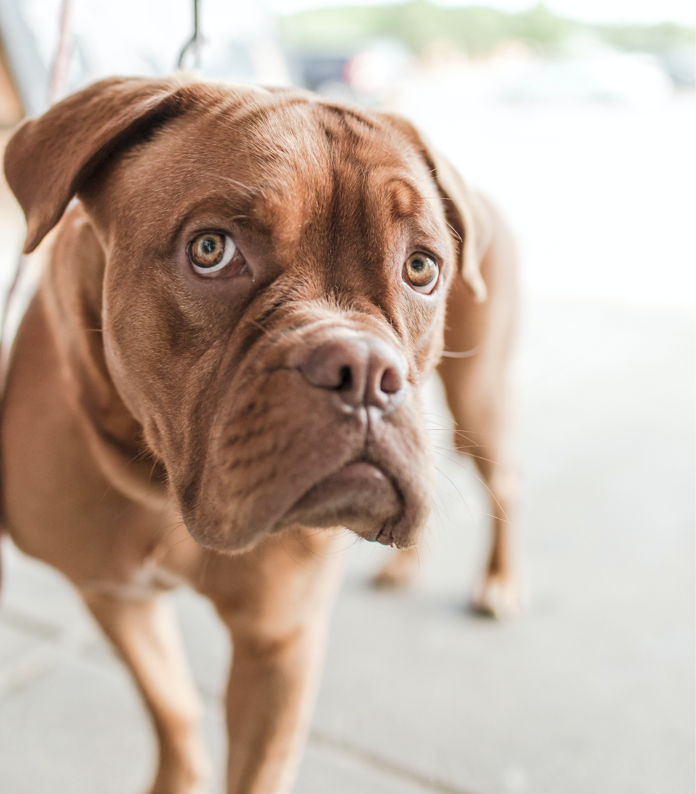 Gli animali provano emozioni? 