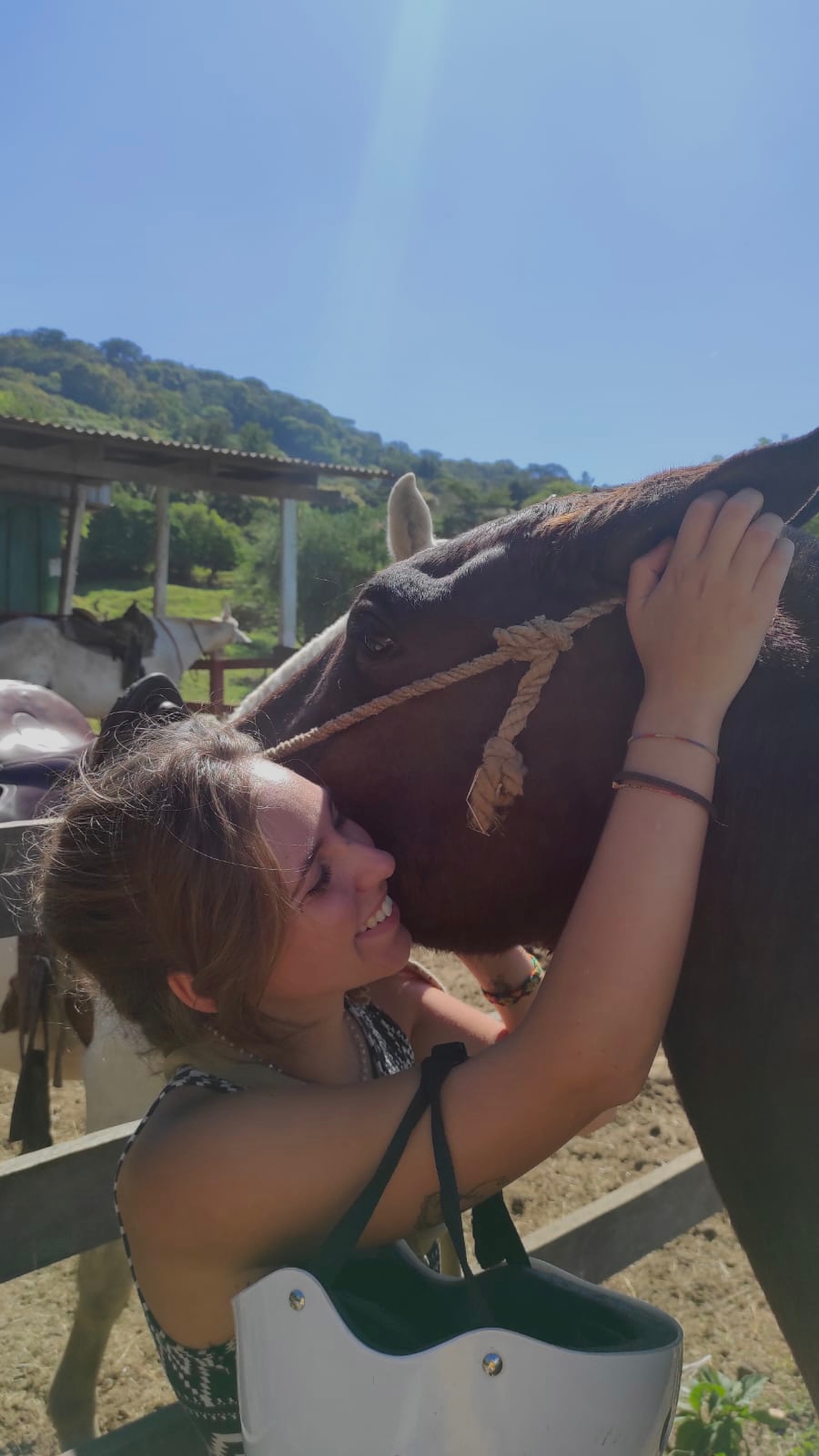 cavallo in Costa Rica 