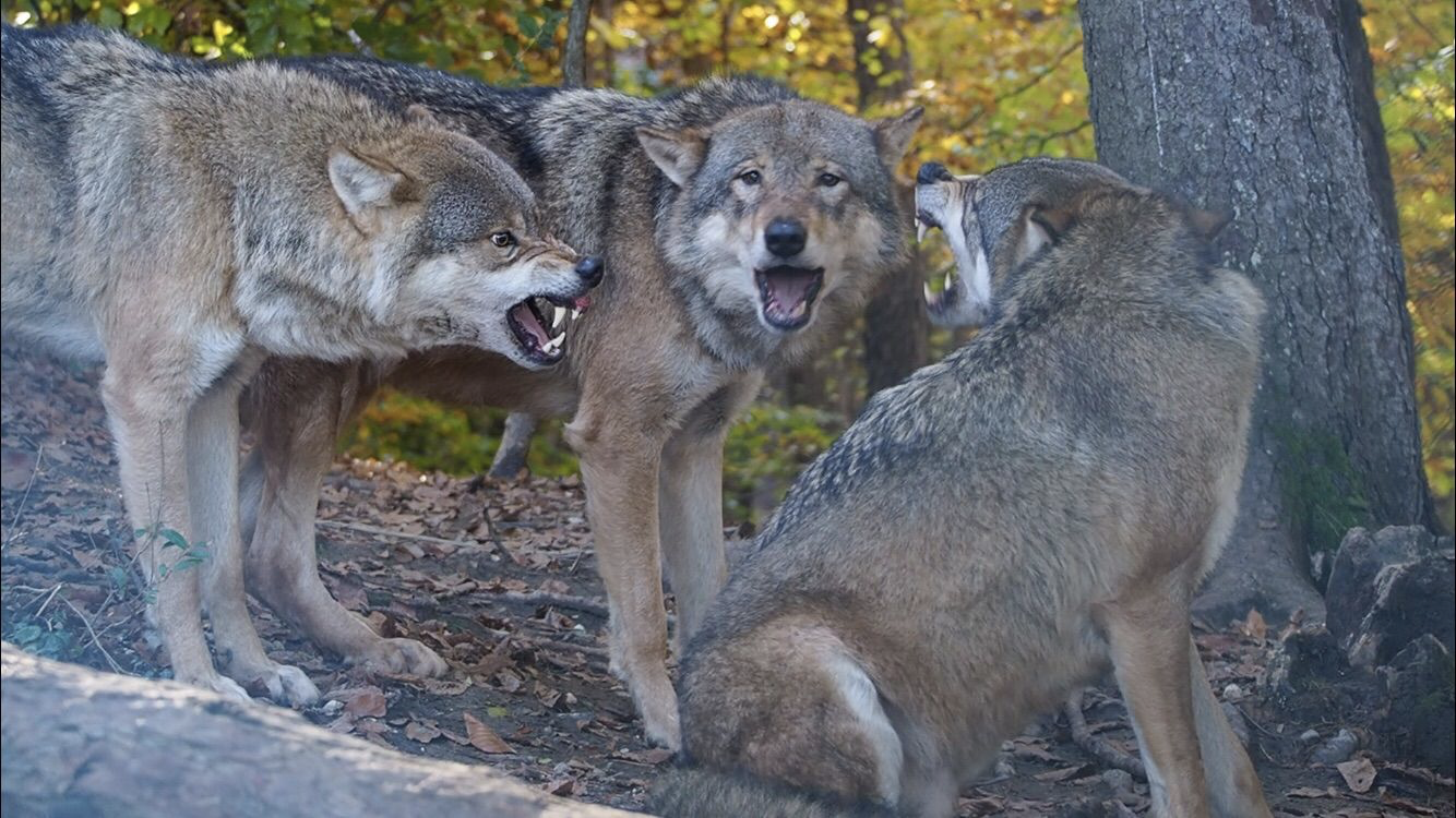 La forza del lupo è il branco e la forza del branco è il lupo 
