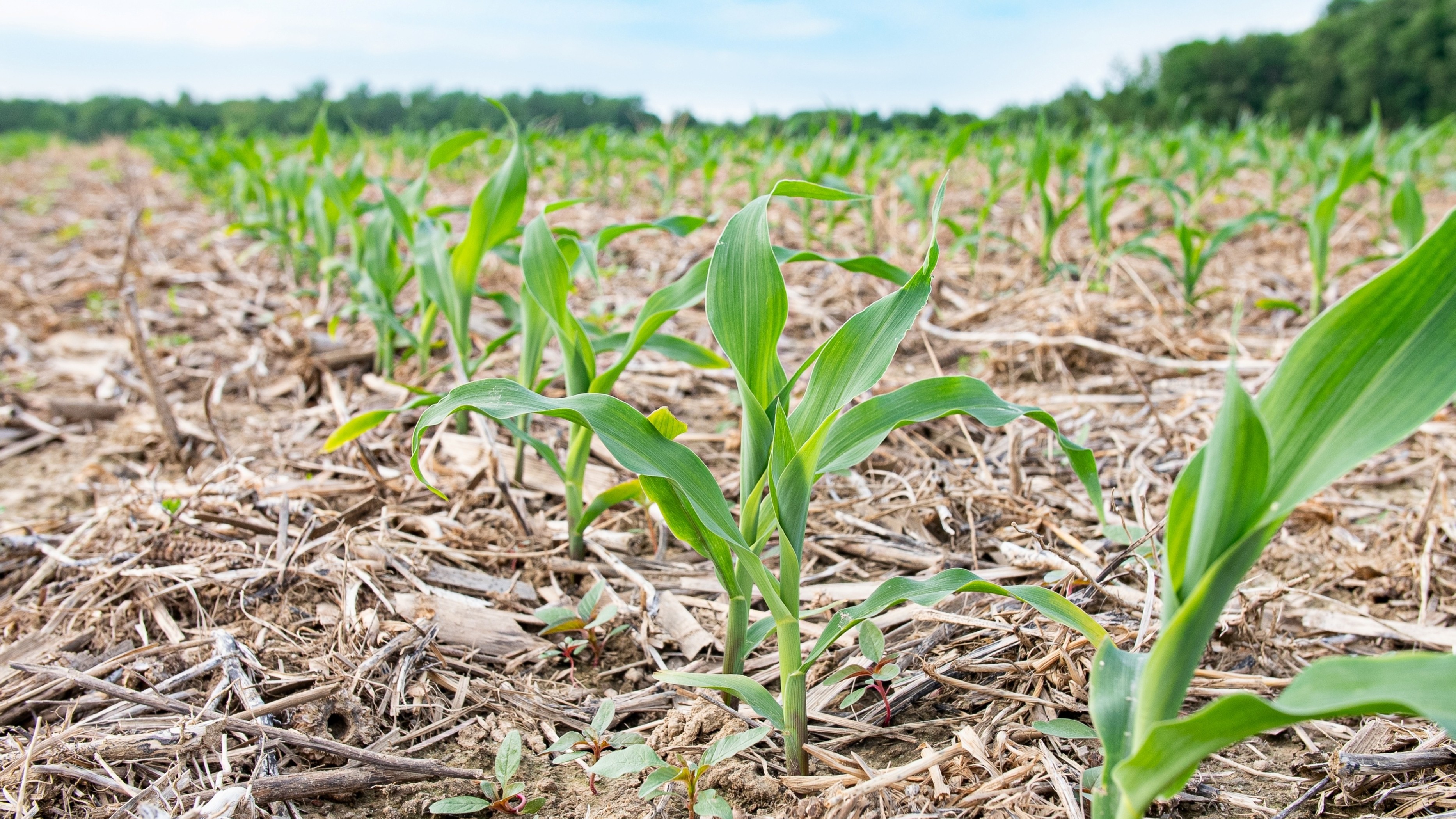 Plantação de milho no campo, com plantas verdes crescendo na terra fértil sob céu com nuvens.