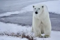 On the Tundra in Churchill, Canada. 