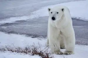 On the Tundra in Churchill, Canada. 