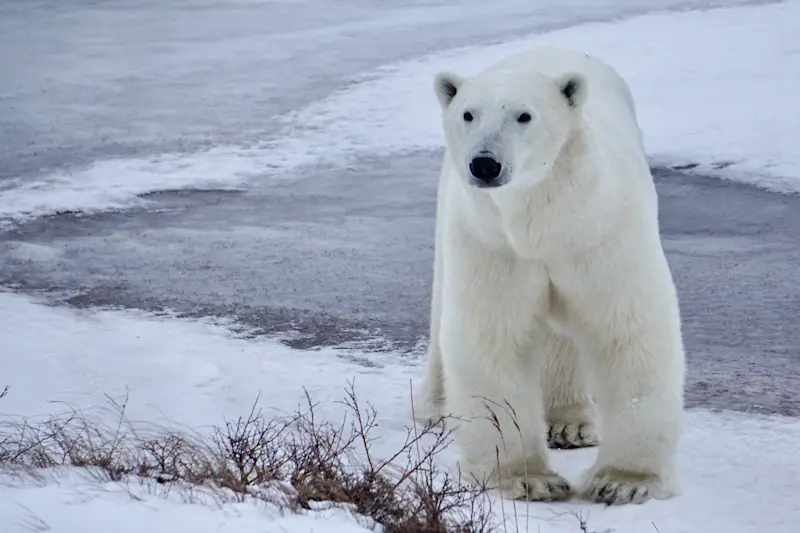 On the Tundra in Churchill, Canada. 