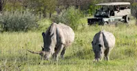 Black rhinos and Nat Hab guests, Ongava Private Reserve, Namibia.