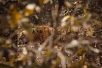 Tiger in Bardiya National Park in Nepal. 