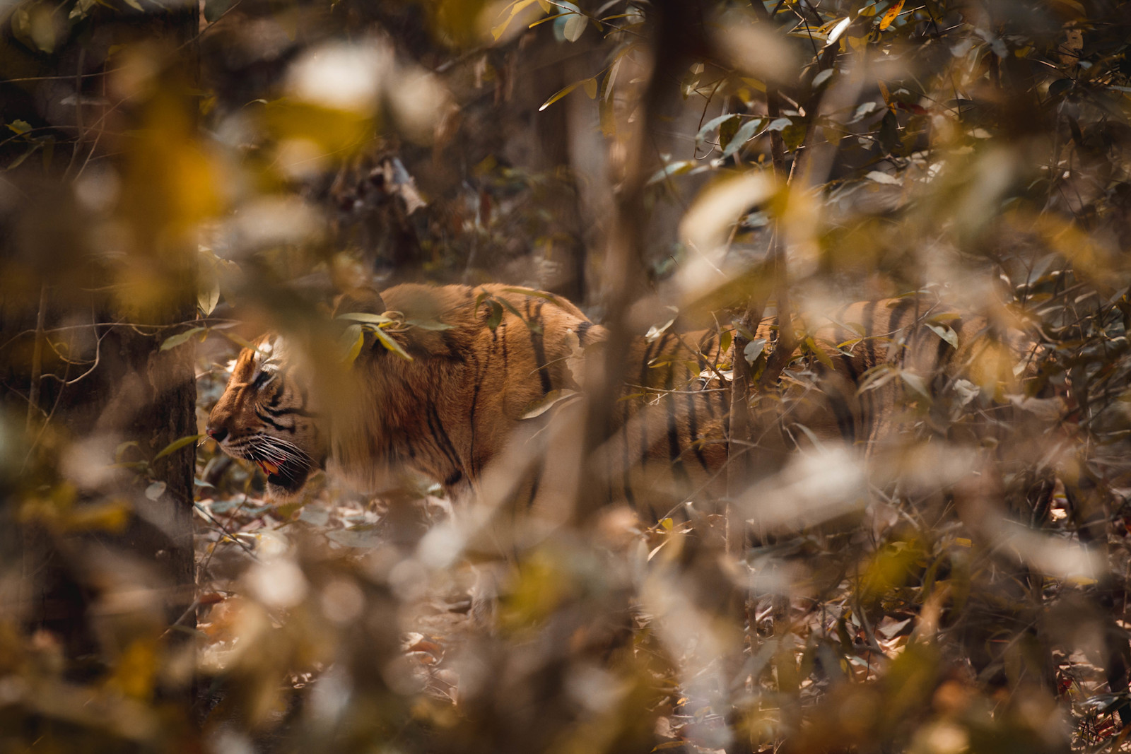 Tiger in Bardiya National Park in Nepal. 