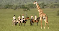 Horseback safari, Masai giraffe, Chyulu Hills National Park, Kenya.
