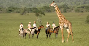Horseback safari, Masai giraffe, Chyulu Hills National Park, Kenya.