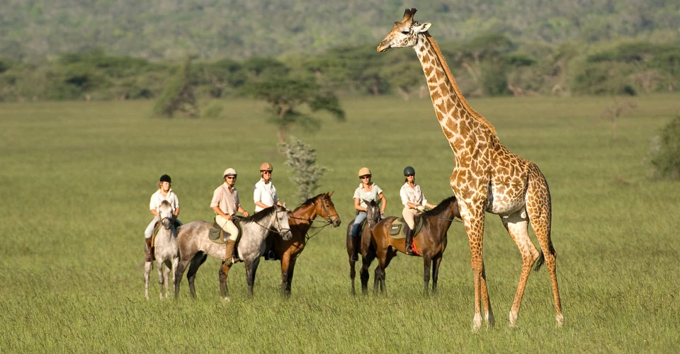 Horseback safari, Masai giraffe, Chyulu Hills National Park, Kenya.
