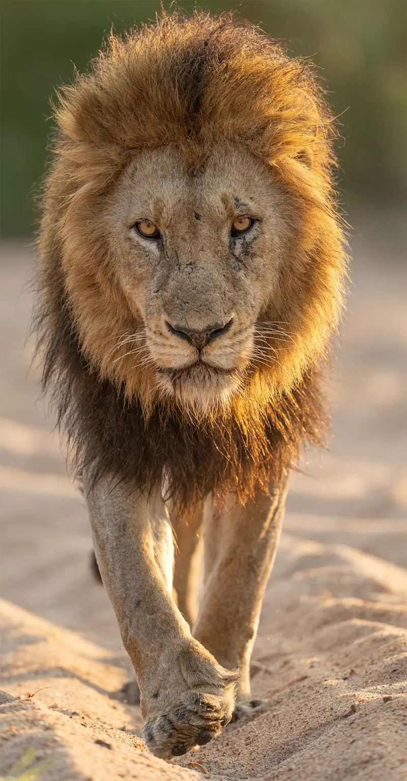 Lion, Marataba Private Reserve, South Africa.