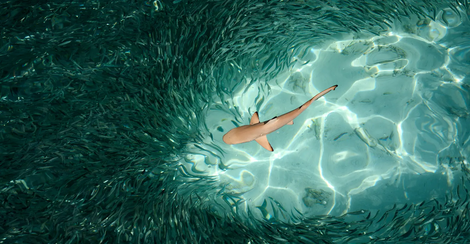 EW-Belize-BlackTip-AdobeStock 1901981535