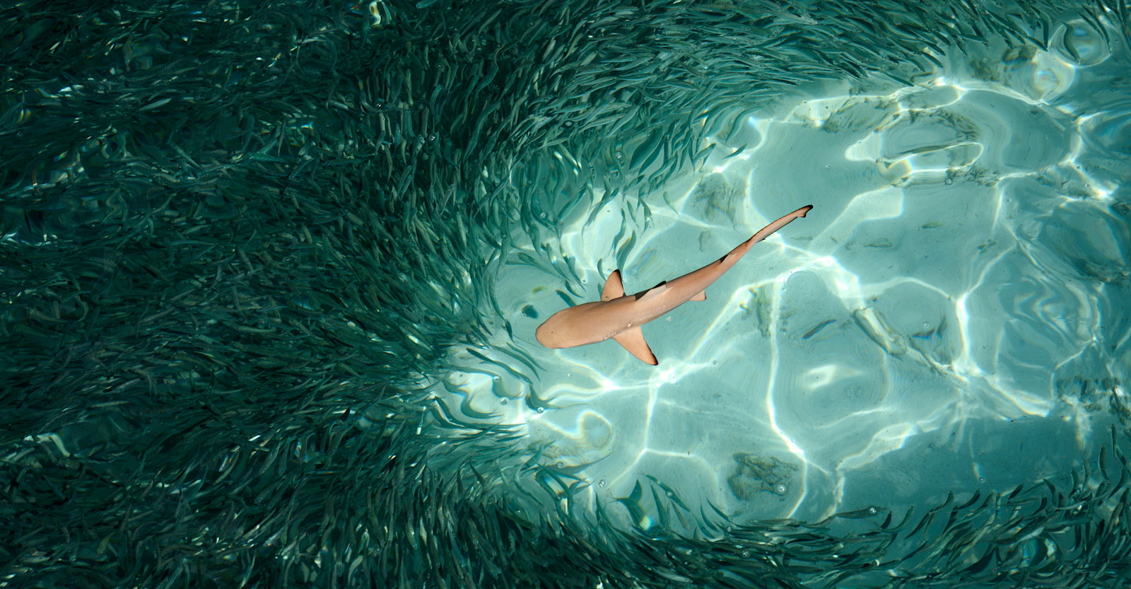 EW-Belize-BlackTip-AdobeStock 1901981535