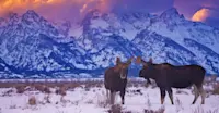 Moose, Grand Teton National Park, Wyoming.