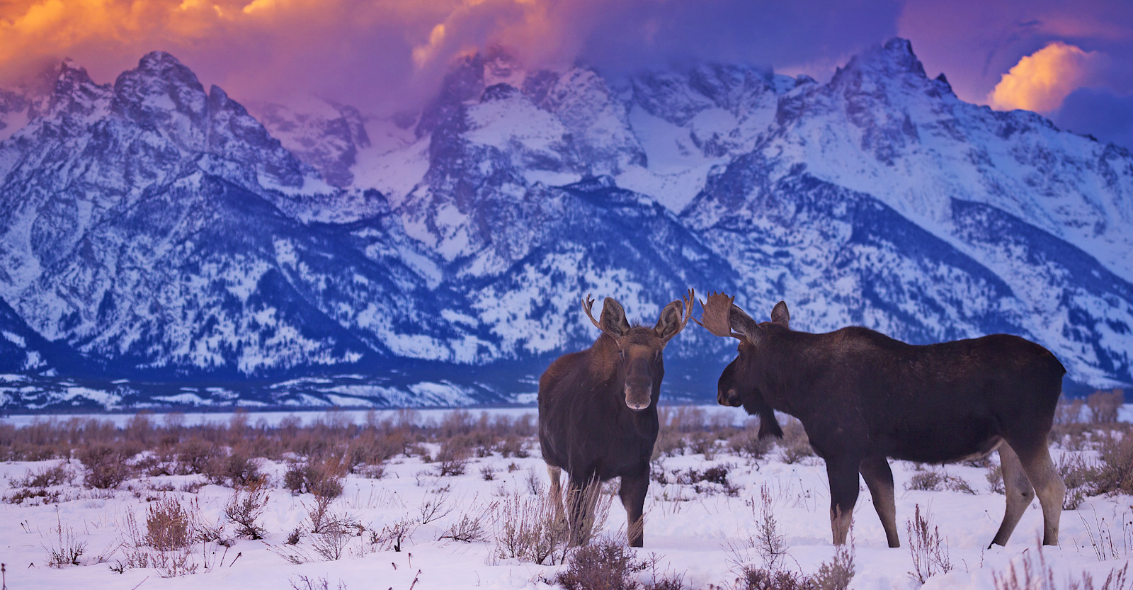 Moose, Grand Teton National Park, Wyoming.