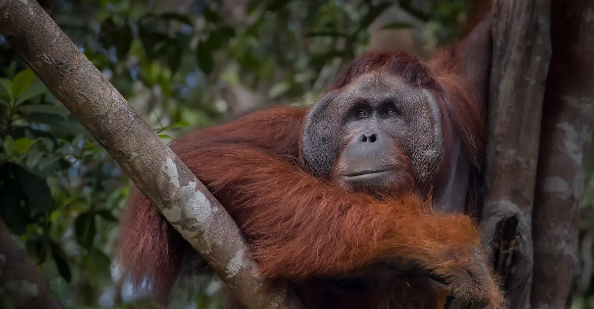 Orangutan, Borneo.