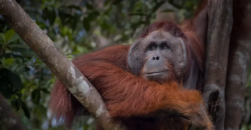 Orangutan, Borneo