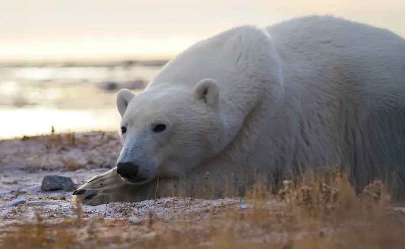 Polar bear, Nunavut, Canada.