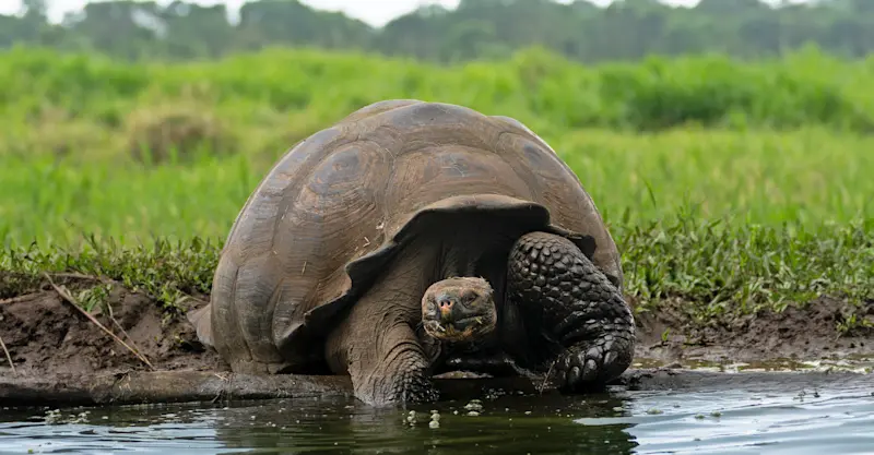 Giant tortoise, Santa Cruz Island, Galapagos, Ecuador.