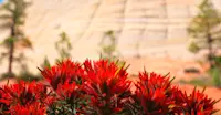 Desert Blooms, Zion National Park