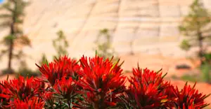 Desert Blooms, Zion National Park