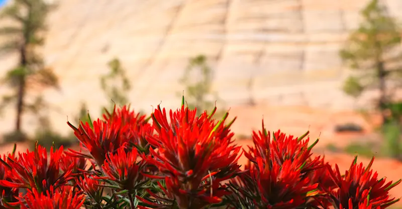 Desert Blooms, Zion National Park