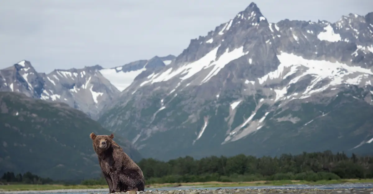 Brown bear, Katmai National Park & Preserve, Alaska.