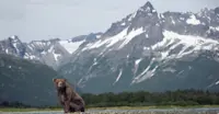 Brown bear, Katmai National Park & Preserve, Alaska.