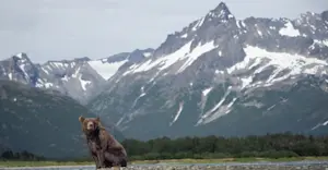 Brown bear, Katmai National Park & Preserve, Alaska.