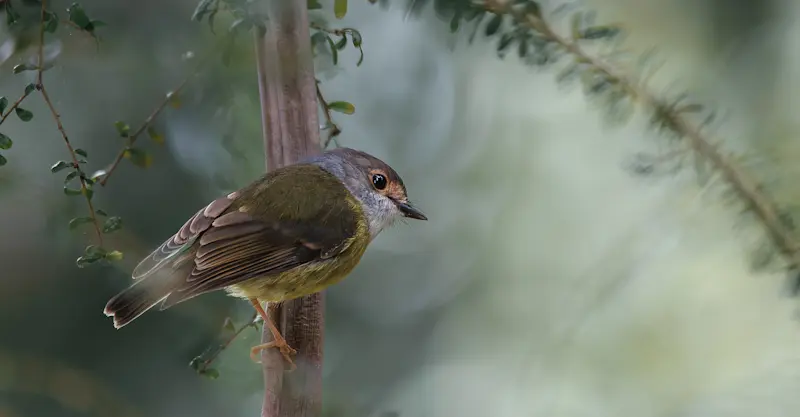 Pale-yellow Robin - Far North Queensland 
