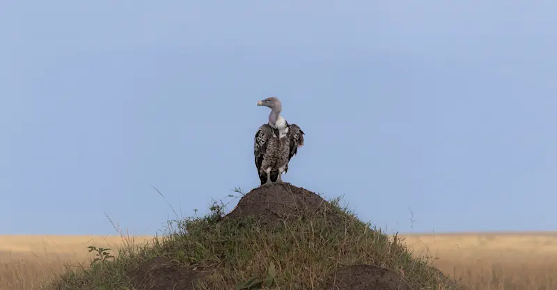 Rüppell vulture, Private Mara Conservancy, Kenya.
