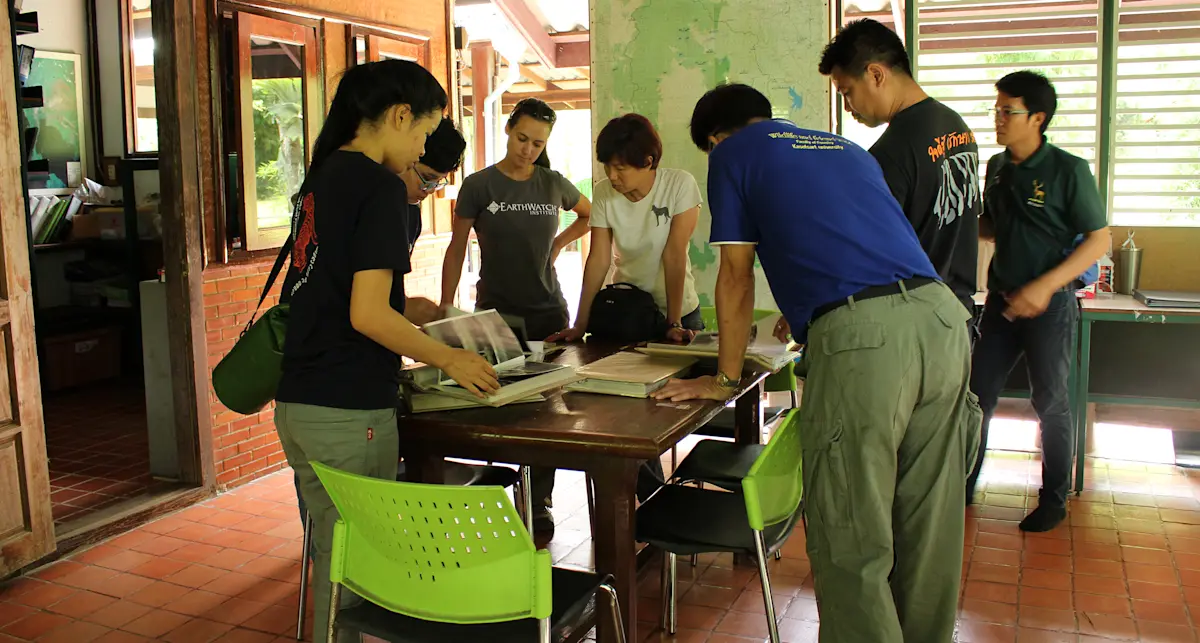 Examining tiger territories and park boundaries on dhole project in Thailand with Earthwatch.